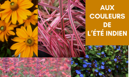 Plantes colorées pour l'arrière saison