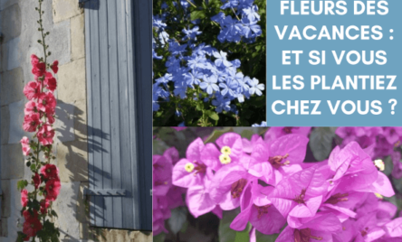 Sélection des fleurs de vos vacances